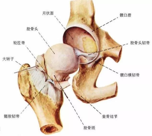 髖關節訓練椅的用途_髖關節訓練椅_髖關節訓練椅說明書