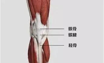 股四頭肌訓練椅安裝視頻_股四頭肌訓練椅_股四頭肌訓練椅使用方法