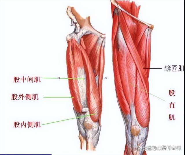 股四頭肌訓練椅子_股四頭肌訓練椅使用方法_股四頭肌訓練椅